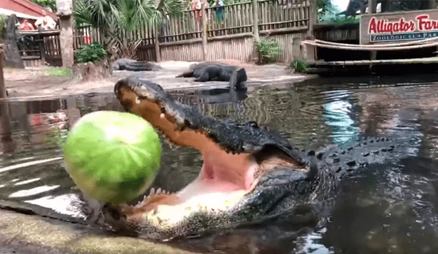Hombre arroja sandía a la boca de enorme cocodrilo y este la destroza en mil pedazos [VIDEO] 