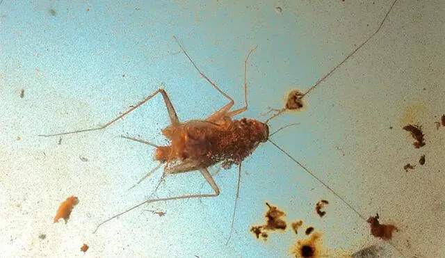 La cucaracha fue conservada increíblemente tras vivir en la era de los dinosaurios. Foto: Peter Peter Vršanský/Sendi et al. 2020.