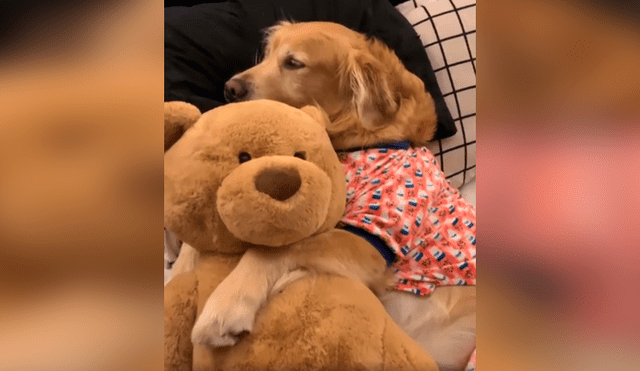 Desliza las imágenes para apreciar el emotivo momento entre un joven junto a la mascota de su pareja. Foto: Dog Lovers.