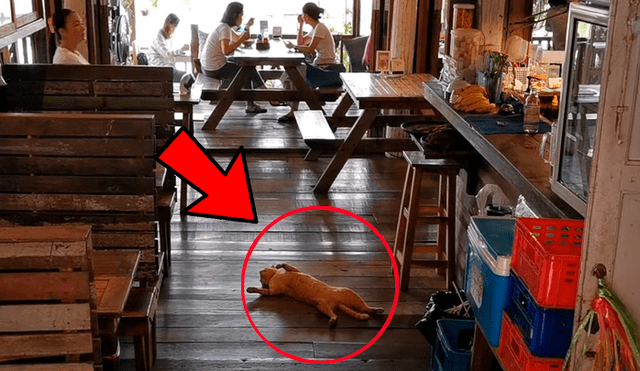 YouTube viral: gata causa furor en redes con su peculiar forma de descansar en un restaurante [VIDEO]