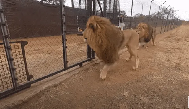 El hombre conmovió al reencontrarse con sus leones después de meses. Foto: Captura de YouTube.