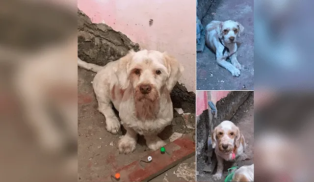 Piden rescatar a perros abandonados en vivienda en Chiclayo
