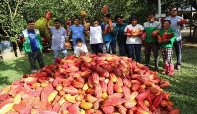 Puno: Mineros ilegales dejan la extracción y ahora producen cacao