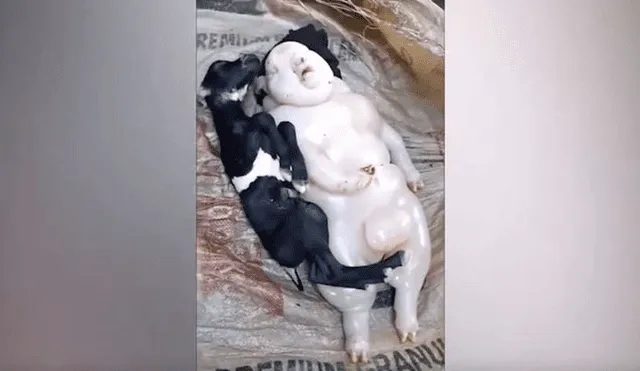 YouTube viral: cabra da a luz extraña criatura mitad cerdo, mitad humano y aterra a miles [VIDEO]