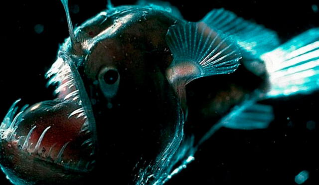 Según el estudio, las especies de aguas profundas, como los peces linterna, son susceptibles a este fenómeno. Foto: depeces.com
