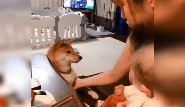 Vía YouTube. Mujer intentaba darle de comer a su bebé, pero su mascota se lo impedía con un peculiar comportamiento para buscar su atención