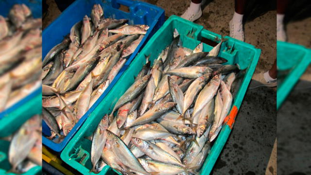 Hay dificultades para traslado de pescado en Lambayeque.
