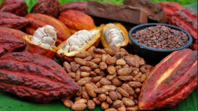 Cacao piurano ganó XII Concurso Nacional de Cacao de Calidad