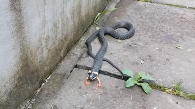 Facebook viral: ¿Una serpiente con patas? las imágenes aterran las redes [VIDEO]