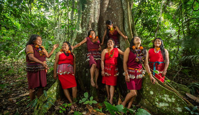 Mujeres awajún, llamadas también "nuwas", en el bosque en el que preservan el conocimiento de sus plantas medicinales.