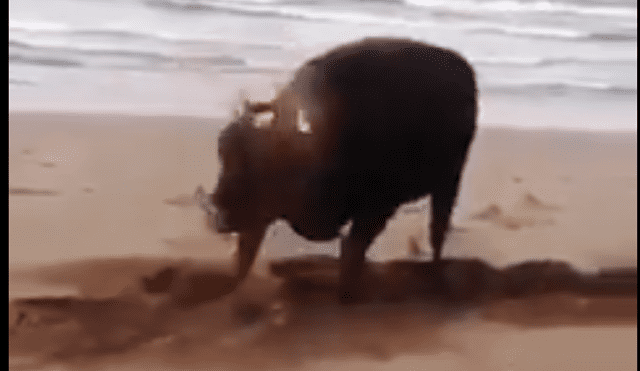Twitter viral: Mira la increíble reacción de un toro tras ver playa por primera vez  [VIDEO]