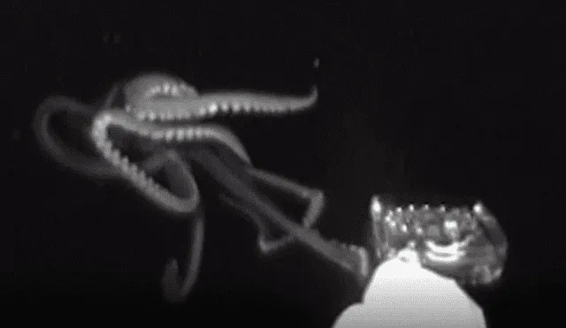 Científicos captan 'misteriosa criatura' en las profundidades del mar.