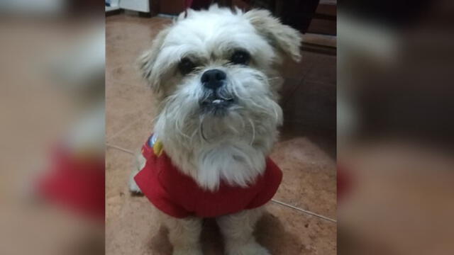 Surco: mascota que necesita medicamentos lleva 2 días desaparecida