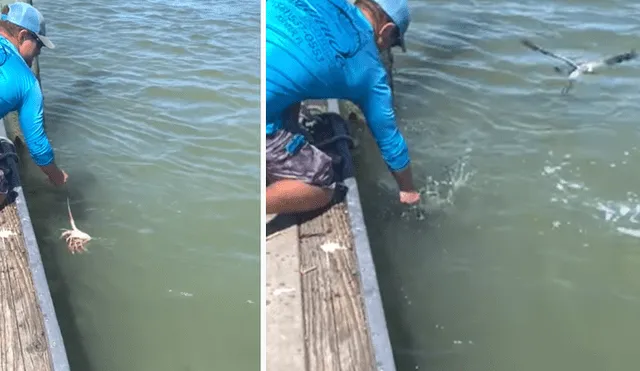 El video viral de Facebook registró el momento en que un tiburón emergió del mar para atacar a un pescador.
