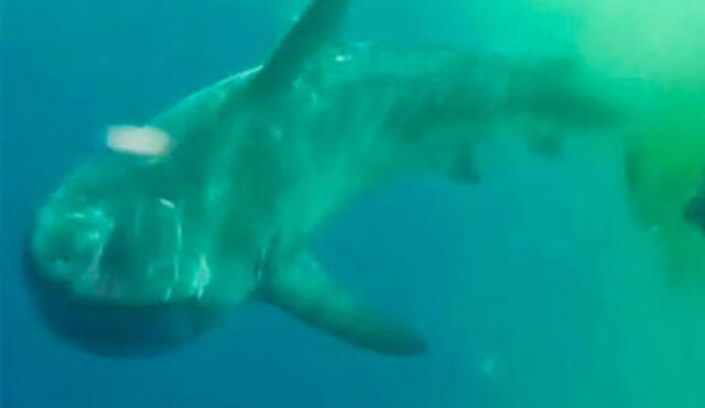Tiburón blanco mató a adolescente australiana