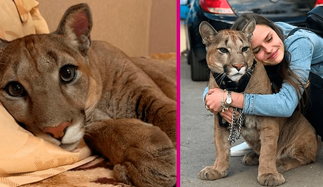 Puma rescatado de zoológico vive como un gato engreído