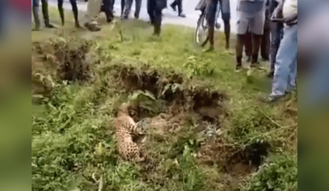 Vecinos se acercan a leopardo ‘muerto’ para tomarle foto y sucede lo peor.