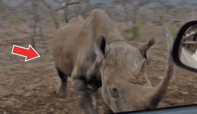 YouTube viral: furioso rinoceronte negro ataca a turista que intentó fotografiarlo en su excursión [VIDEO]