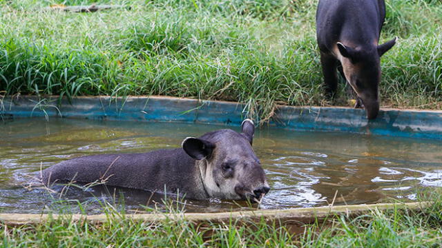 El tapir, mamífero autóctono de Sudamérica, continúa en peligro de extinción [FOTOS]