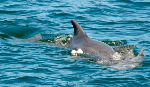 Facebook: delfín conmueve a miles con tierno gesto a su cría que murió atrapada en una trampa [FOTOS]