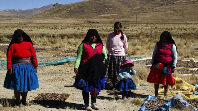 Quechuas y aymaras trabajan para producir el chuño y la tunta, en Puno. Foto: Carlos Cisneros.