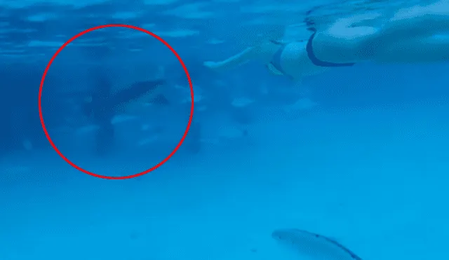Instagram: Tiburón ataca a mujer que buceaba en su luna de miel [VIDEO]