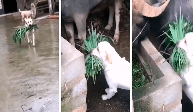 Facebook viral: perro alimenta a toros, luego de que su dueño sufriera accidente [VIDEO]