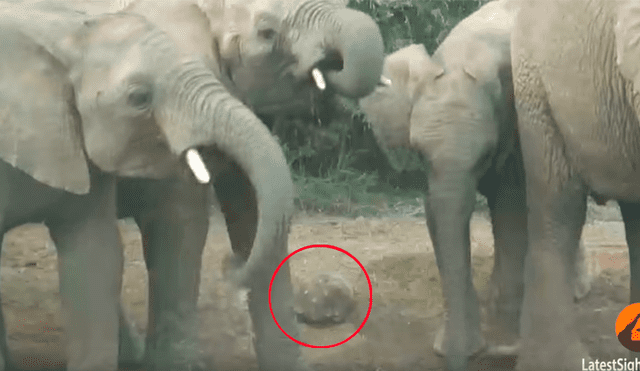 Un video viral de Facebook registró la brutal escena en que una tortuga se salvó de morir aplastada por una estampida de elefantes en la sabana africana.
