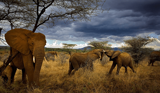 Botsuana cede a presión comercial y levanta prohibición de cazar elefantes