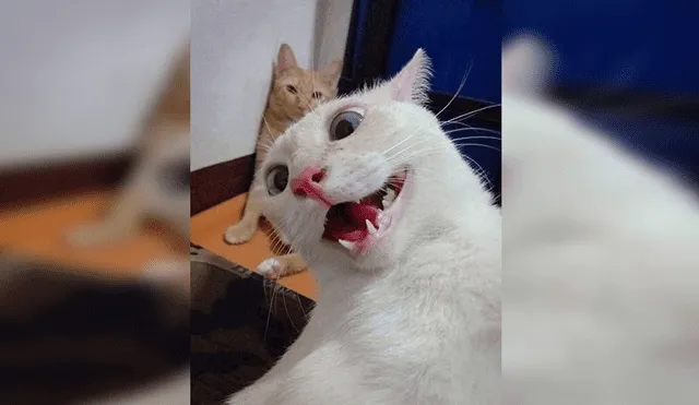 Facebook viral: divertido gatito utiliza celular de dueño para tomarse 'selfies' y este es el resultado [FOTOS]
