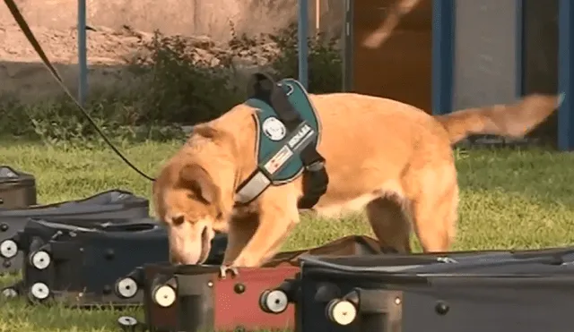 Los canes han trabajado en los puestos de control del aeropuerto Jorge Chávez entre cinco y 10 años. (Foto: Captura video)
