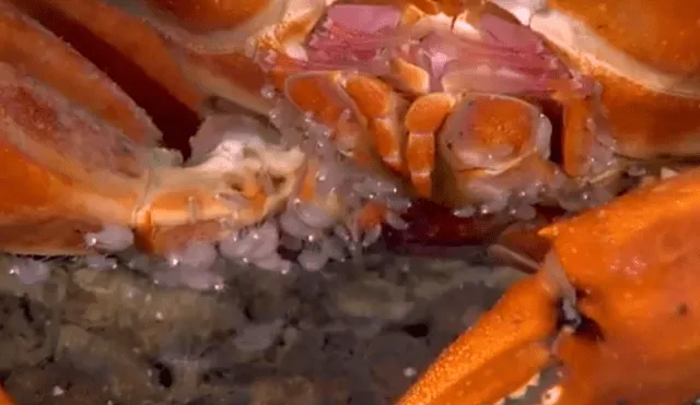 Un grupo de buzos se topó con un cangrejo devorando a sus crías.