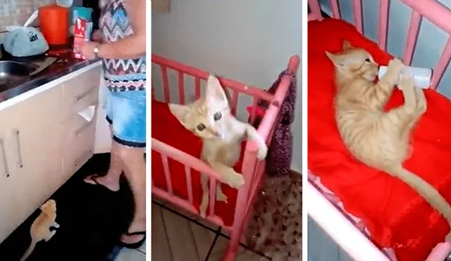 En Facebook, una señora sorprendió por su peculiar forma de criar a un pequeño gato que encontró en la calle.