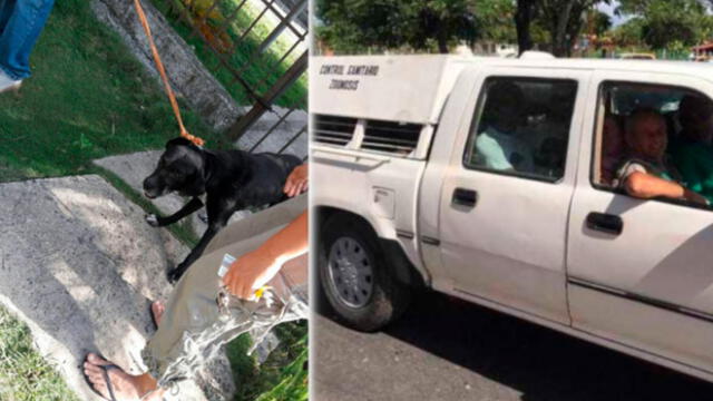 Cuba: Denuncian sacrificio masivo de perros callejeros ante visita de los reyes de España