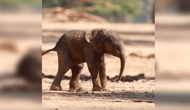 En YouTube, un bebé elefante sufrió varios tropiezos al pretender caminar al lado de su madre.