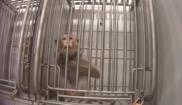 El laboratorio alemán donde se grabó a monos chillando, perros ensangrentados en jaulas y gatos con 13 extracciones de sangre al día fue cerrado por las innumerables denuncias en su contra.