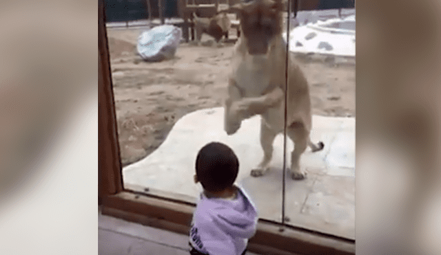 Facebook viral: niño llega a recinto de animales y feroz león se lanza para devorarlo [VIDEO]