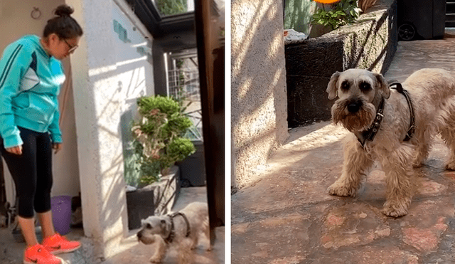 Desliza las imágenes para observar la conmovedora reacción de un perro al ser ‘regañado’ por su dueña. Foto: Captura.