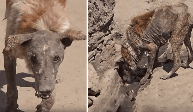 Desliza hacia la izquierda para ver la evolución del perro callejero que fue hallado en deplorables condiciones. El video se volvió viral en YouTube.