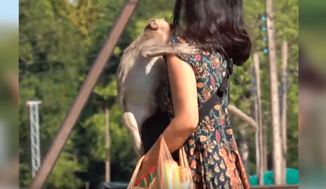 Video es viral en YouTube. El mono sorprendió a la joven con insólita reacción luego de que ella le impidiera llevarse sus pertenencias.