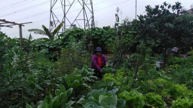 Los principales beneficios de la agricultura urbana es la producción de alimentos frescos  y sanos. Foto: Agricultura en Lima.
