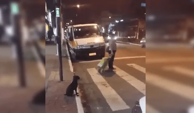 VíaFacebook : Perro se hace viral por respetar el semáforo y una señora no [VIDEO]