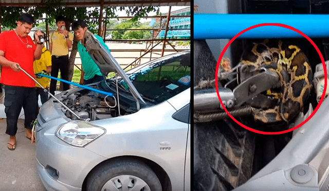 Un video viral de YouTube registró el instante en que un hombre rescató de la muerte a una serpiente pitón atrapada entre los fierros retorcidos de su carro.