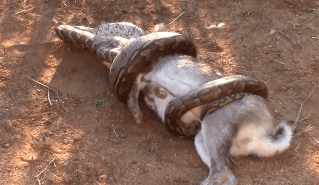 YouTube viral: serpiente disloca su mandíbula para devorar a una enorme criatura [VIDEO]