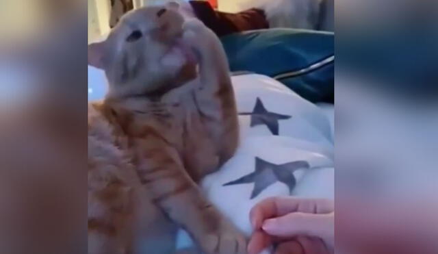 Desliza las imágenes para conocer la graciosa reacción que tuvo este gatito al recibir caricias de su dueño. Foto: captura de Facebook
