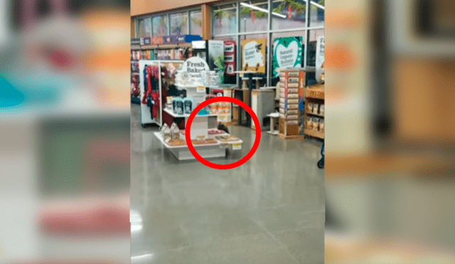 En YouTube, un travieso gato fue captado en el preciso momento que ‘robó’ las galletas de una tienda.