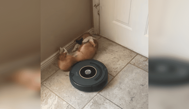 Video es viral en Facebook. Mujer intentó levantar a su perra dormida de una forma peculiar y no pudo contener las carcajadas al ver su hilarante comportamiento