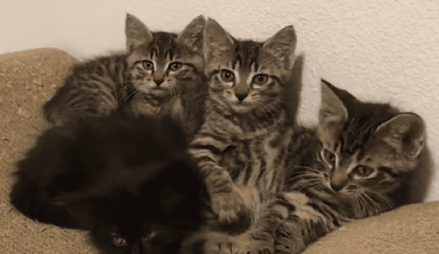 Facebook: gatitos realizan peculiar "truco" y los usuarios mueren de ternura [VIDEO]