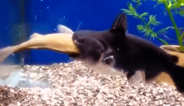 YouTube viral: Dura batalla entre un pez gato y otra especia deja un inesperado final [VIDEO]