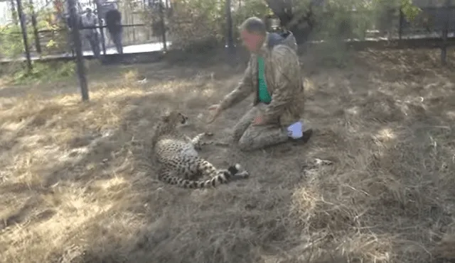 Desliza hacia la izquierda para ver el emotivo reencuentro del guepardo con el hombre. Video viral de Facebook.